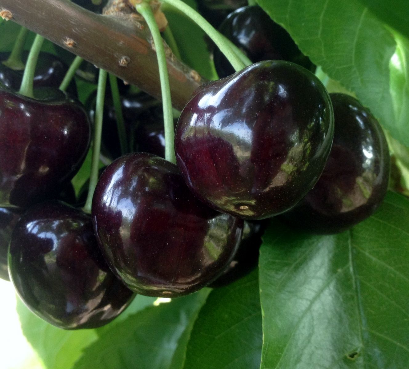 Cherry Varieties BC Tree Fruit Production Guide